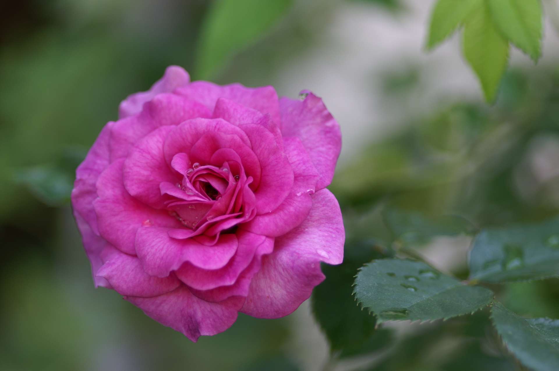 ローズドゥ クミコ