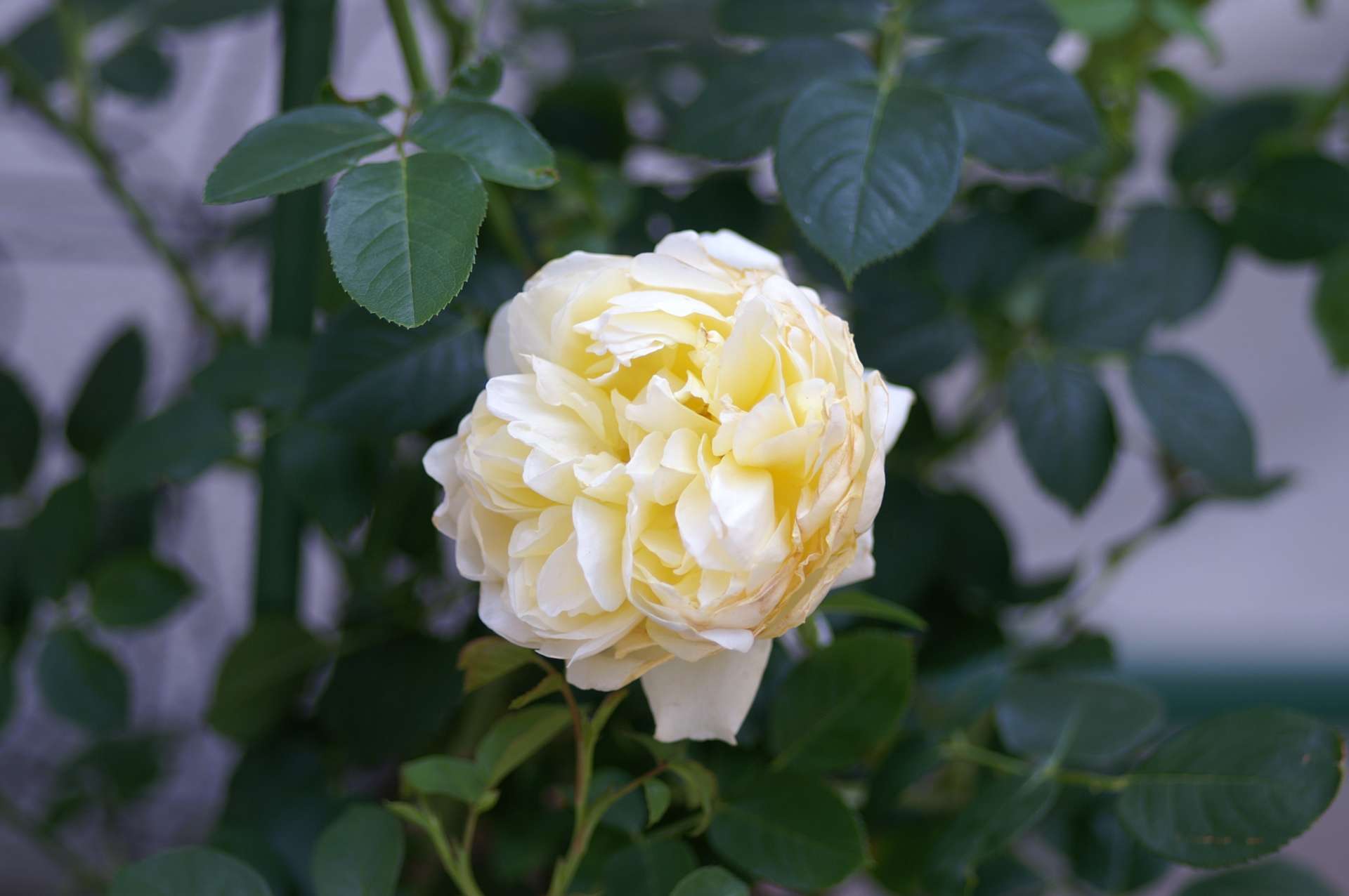 バラが咲きました。　２