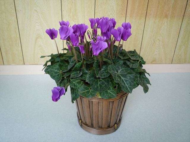 メリー・クリスマス