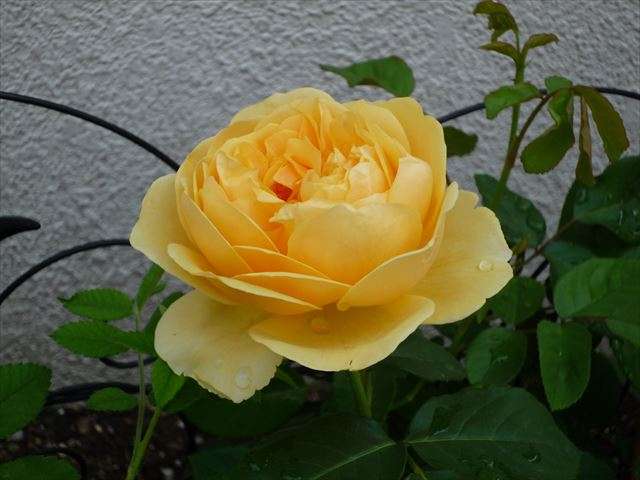 バラが咲きました。