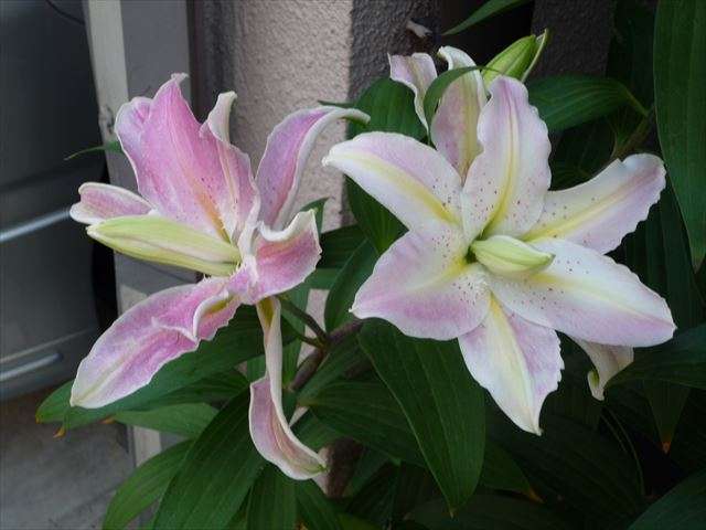 ソフトミュージック