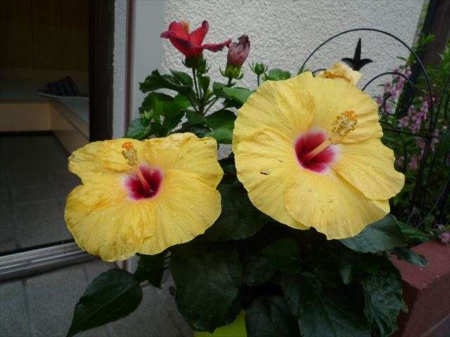 陰陽のバランス