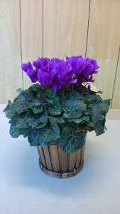 シクラメンの香り