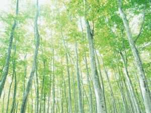 小満（二十四節気）｜五月病について