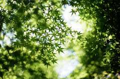 夏至、一年の折り返し