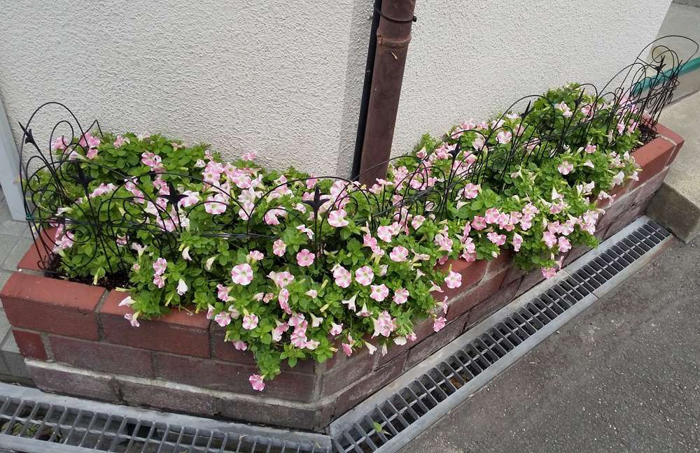 花言葉「心の安らぎ」「咲きたての笑顔」