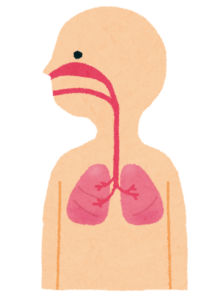 東洋医学における「肺」の関係 ①