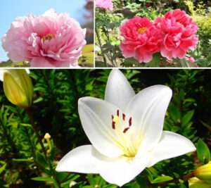 立てばシャクヤク、座れば…