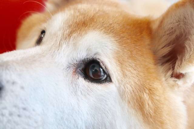 犬の涙とオキシトシン