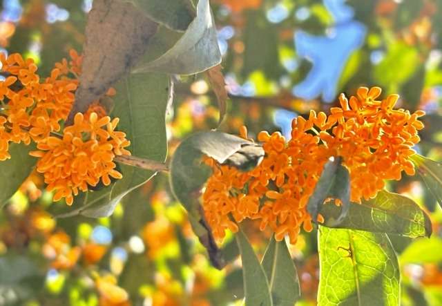 キンモクセイ(金木犀)