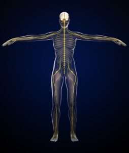 コロナ後遺症と迷走神経の損傷