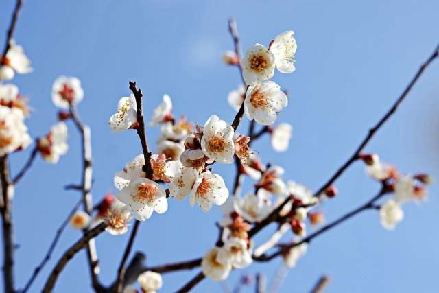 肝気の上昇と花粉症