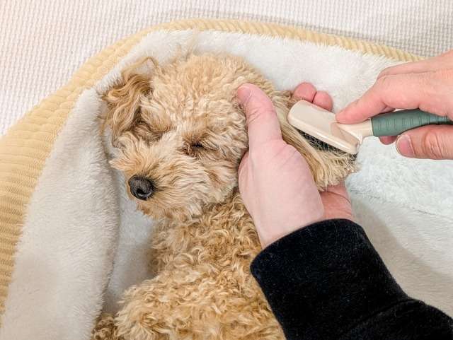 ソマティック心理療法