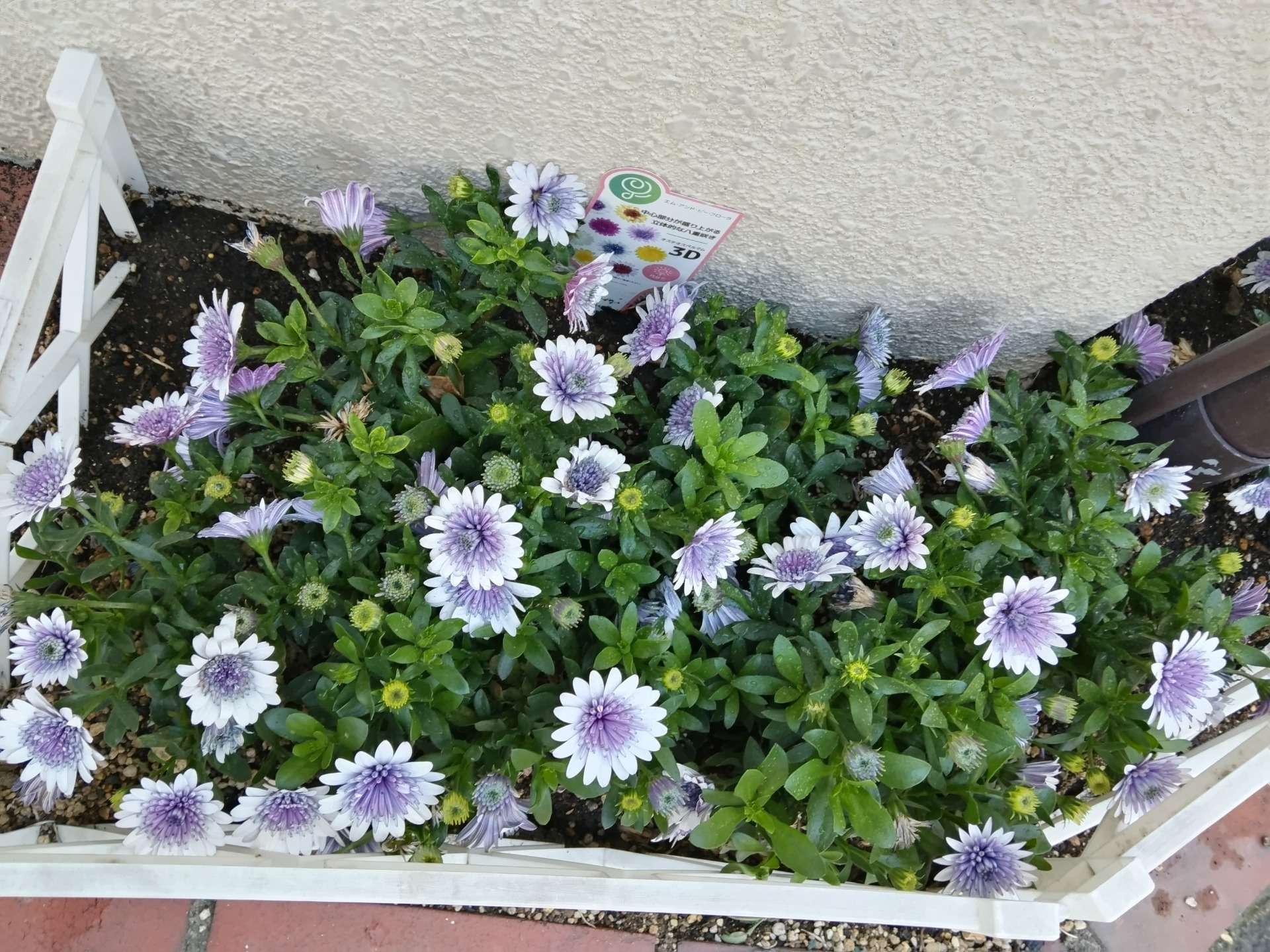 33周年を迎えました