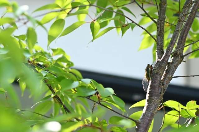 秋を告げる、セミの声