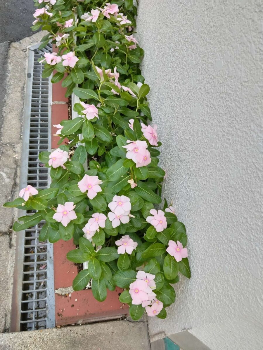 今年のニチニチソウ