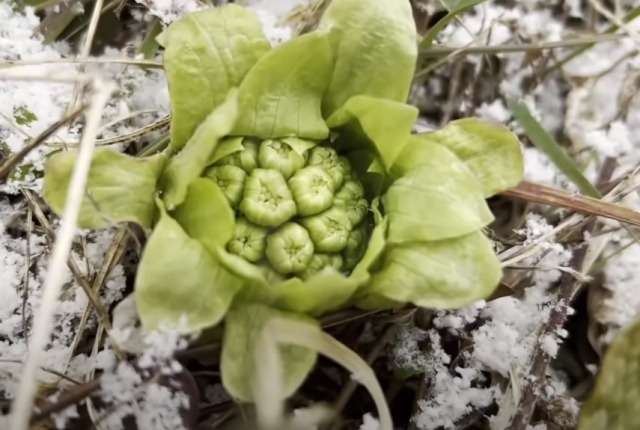 運気が変わる、立春