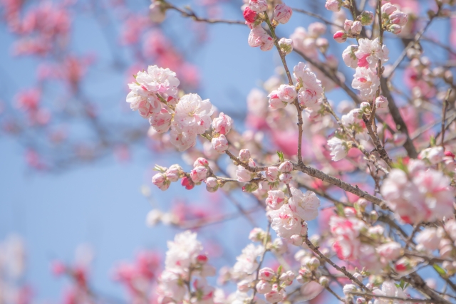ひな祭り「桃」パワー！（2）