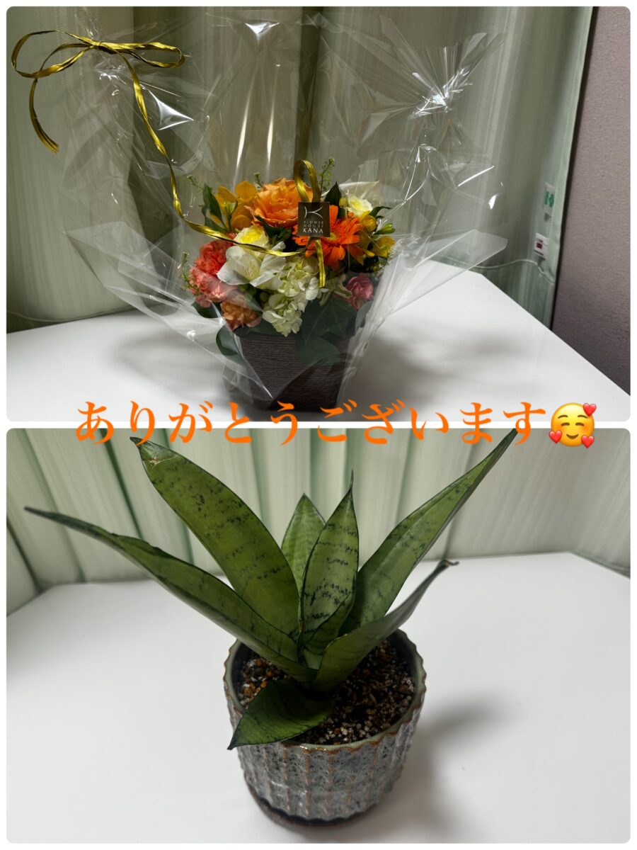 観葉植物
